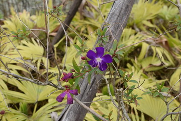 紫杜鹃花摄影照片