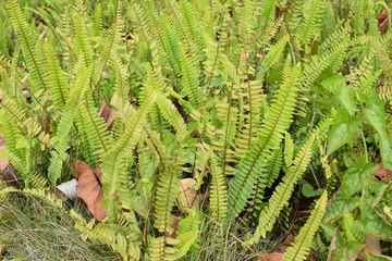 蕨类植物