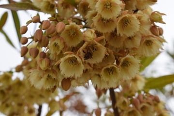 尖叶杜英开花