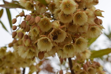 蜜蜂采集长芒杜英