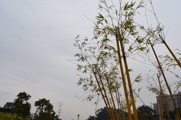 青皮竹摄影图片