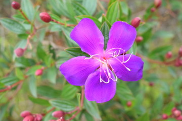 紫杜鹃花摄影照片