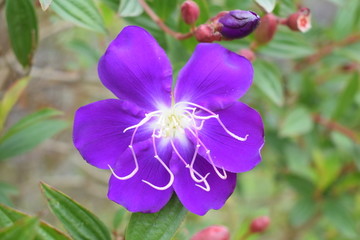 紫杜鹃花朵摄影照片