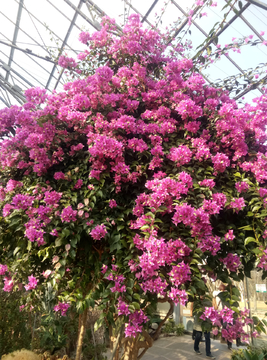 叶子花