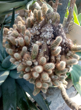 黄手掌