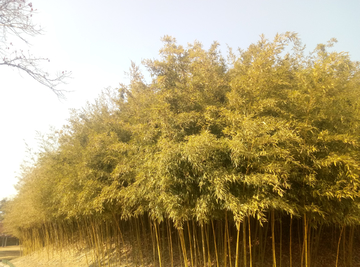 竹林