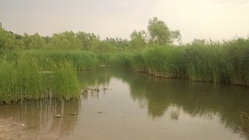 奥林匹克公园 湿地芦苇