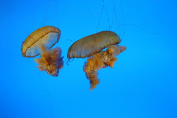 海洋生生物水母