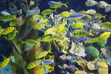 水族馆的黄黄斑鱼鱼群群