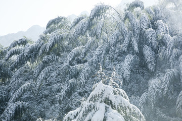 浦城雪景