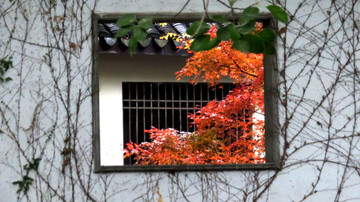 古典园林窗户红叶