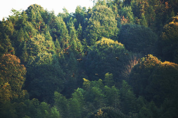 山色 野鸭林