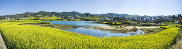 油菜花全景