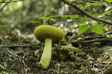 喇叭沟门 野生菌