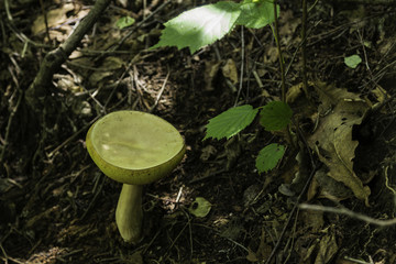 喇叭沟门 野生菌