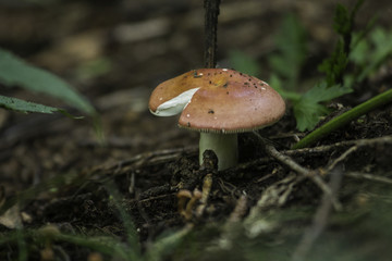 喇叭沟门 野生菌