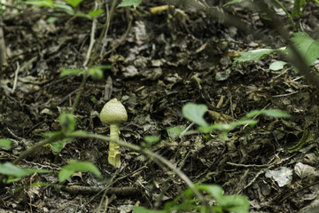 喇叭沟门 野生菌