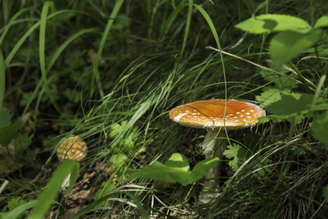 喇叭沟门 野生菌