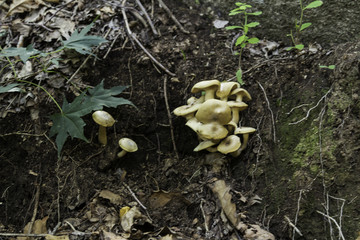 喇叭沟门 野生菌