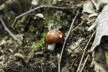 喇叭沟门 野生菌