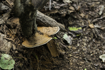 喇叭沟门 野生菌