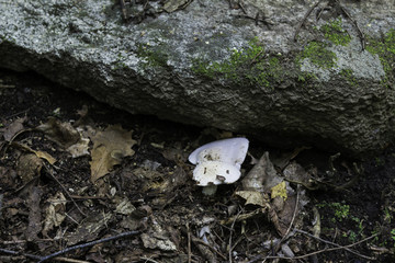 喇叭沟门 野生菌