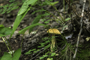 喇叭沟门 野生菌