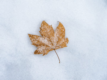 雪中的落叶