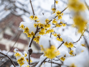 雪中的腊梅