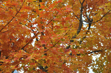 秋天的枫树素材