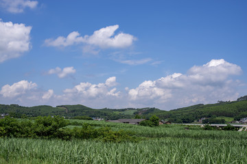 乡村风光