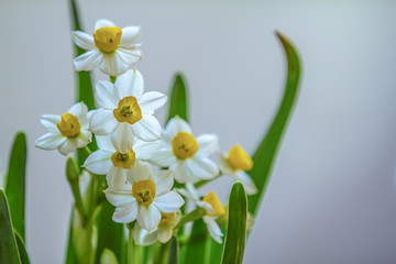 水仙花