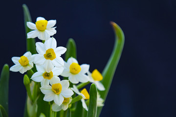 水仙花