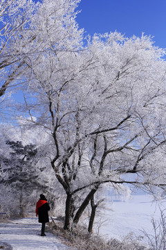 雾凇 雪景 冰 霜 雪 树 冬