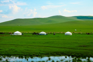 夏季草原湿地蒙古包