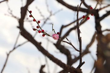 梅花傲雪