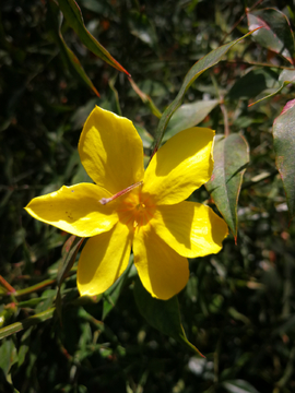 迎春花