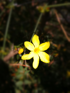 迎春花