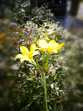 迎春花