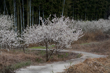 田园乡村李花