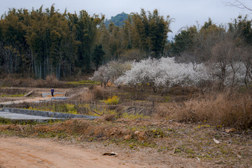 田园农村李花