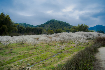 田园乡村李花