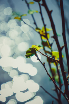 湖光