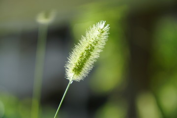 狗尾草