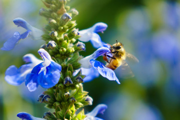 蜜蜂