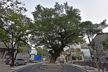 马路中间的大榕树