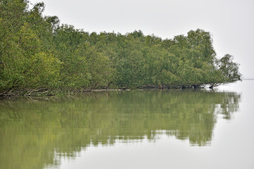 珠海红树林 淇澳岛红树林