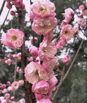 红梅花儿开