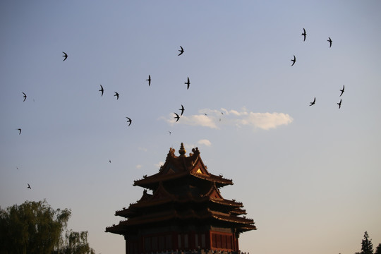 北京故宫角楼飞燕