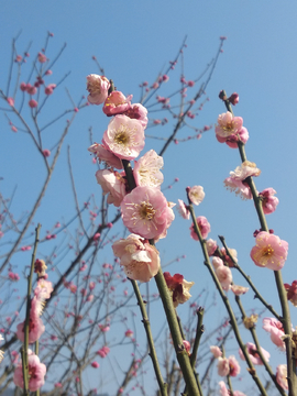 梅花绽放